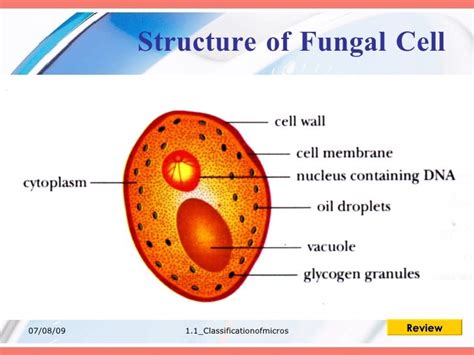 1.1 Classsification Of Microorganisms