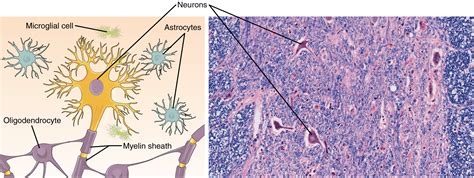 Nervous Tissue Diagram Labeled