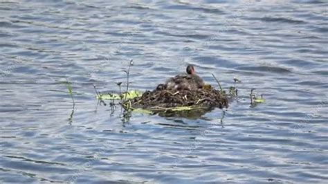 Little Grebe, Malaysia - Stock Video Clip - K007/6036 - Science Photo ...