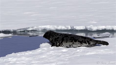 Hooded Seal | Facts, pictures & more about Hooded Seal