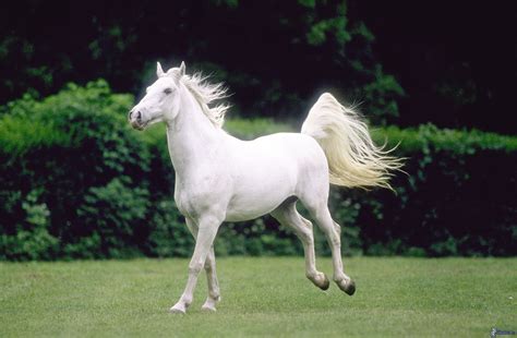 White Horse ♡ - Horses Photo (35203707) - Fanpop - Page 9