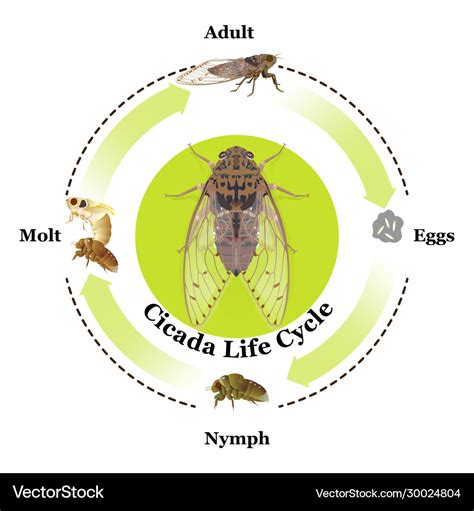 Cicada Life Cycle Stages