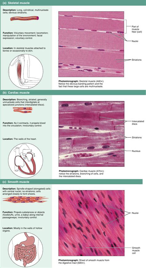 Muscle tissues - skeletal, cardiac, smooth | Basic anatomy and ...