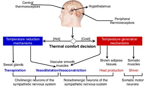 A simplified human thermoregulation -the hypothalamus checks the body's ...