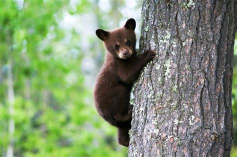 Black Bear Cub Images – Browse 33,875 Stock Photos, Vectors, and Video ...