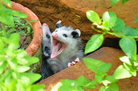 Opossum Teeth Facts | Outdoor Pests