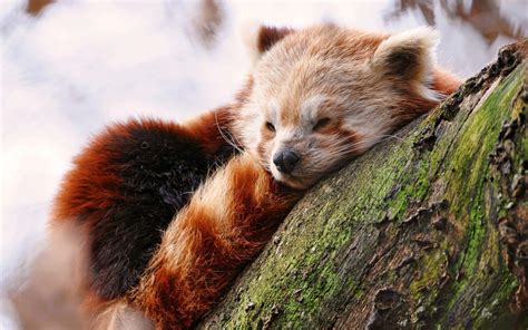 Download Cute Asleep Red Panda Laptop Wallpaper | Wallpapers.com