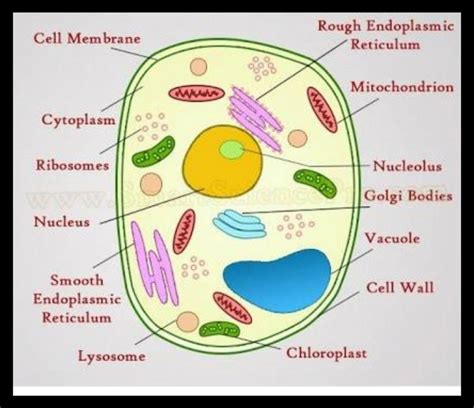 Label The Parts Of A Cell