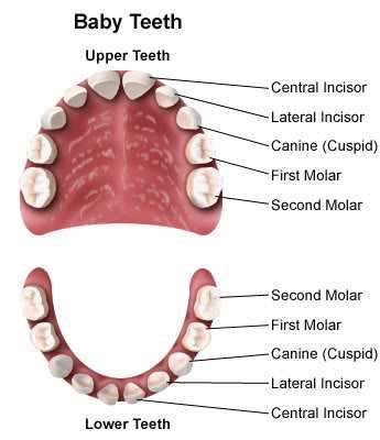 How to Care for Deciduous Teeth