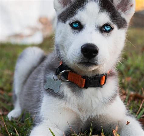 Husky siberian, câinele cunoscut pentru inteligența și temperamentul ...