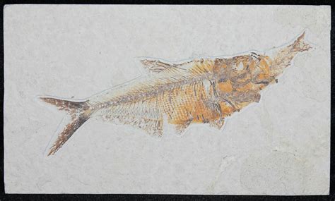 Extremely Rare Fish Aspiration Fossil - Fish Eating Fish! (#31363) For ...