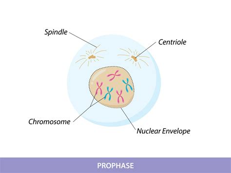 Prophase. The First Stage of Mitosis 12682013 Vector Art at Vecteezy