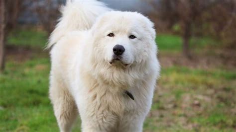 Maremma Sheepdog : History, Temperament, Care, Training, Feeding & Pictures