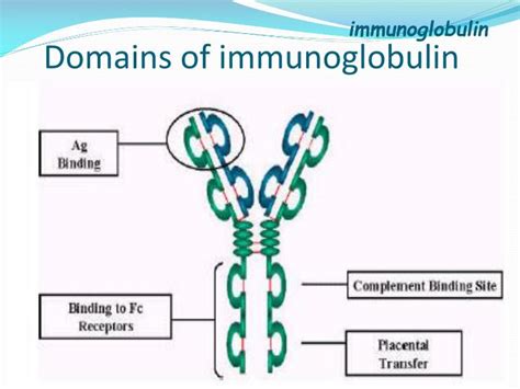 PPT - Immunoglobulin PowerPoint Presentation - ID:4061804