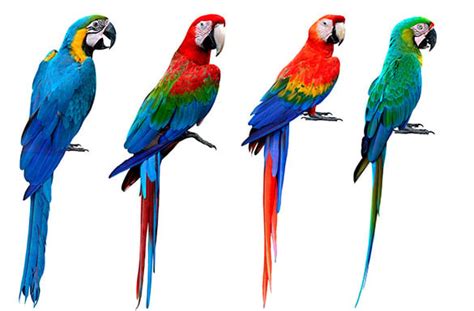 INTERESTING FACTS ABOUT GUACAMAYAS (MACAWS)