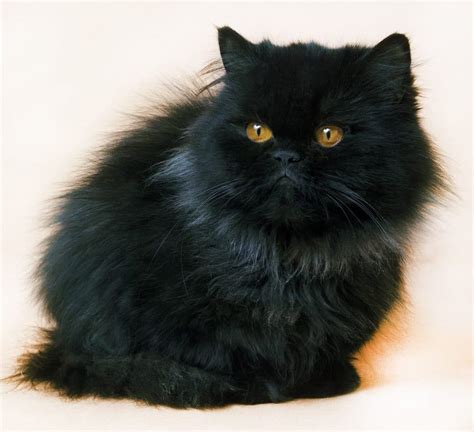 Black Cat Breeds: 11 Breeds With Gorgeous Dark Coats