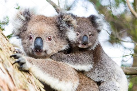 Australia Baby Koala Bear and mom sitting on a tree. — Stock Photo ...