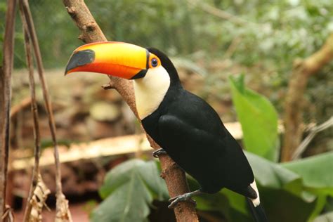 Amazon Rainforest Toucan | RAINFOREST ANIMAL