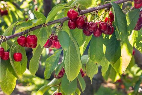 All About Stella Cherry Trees - Minneopa Orchards