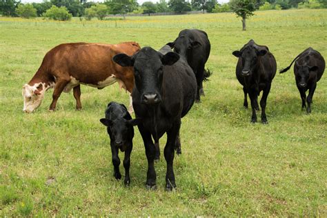 Planning to Make a Cow-Calf Profit - Alabama Cooperative Extension System