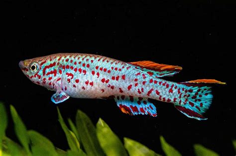 Killifish Lifespan: Factors Influencing Longevity and Care