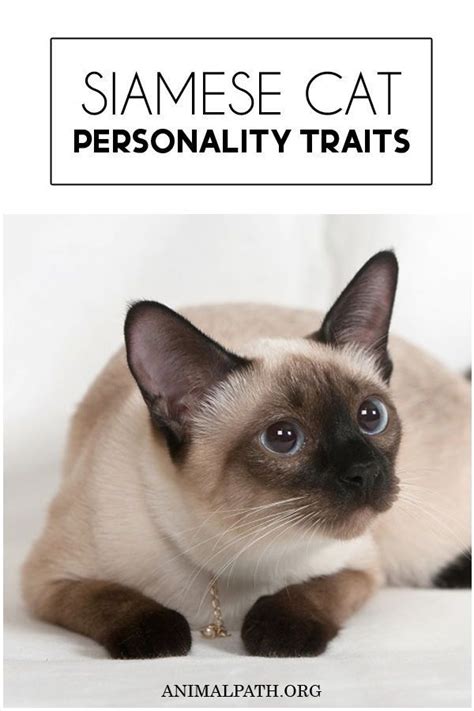 Siamese Cat Personality Traits | Cat personalities, Siamese cats ...