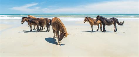 History | Bob's Corolla Wild Horse Tours | Outer Banks, NC