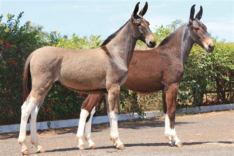 Okay, so they are mules. Still, very handsome!! | Horses, Mules animal ...