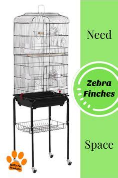 40 Zebra Finch Cage Setup ideas | finch cage, zebra finch, finch