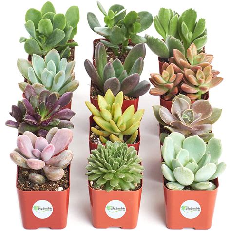 Variety Pack of Mini Succulents Deals