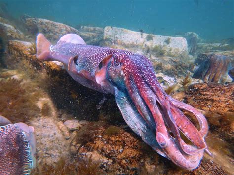 Tips to see and swim with giant cuttlefish in Whyalla (South Australia)