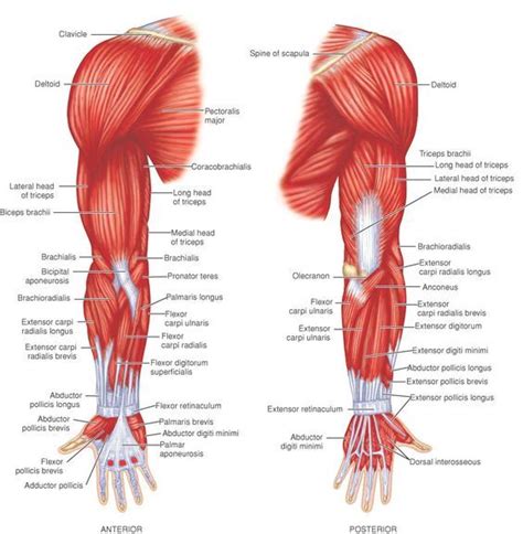 Muscles Arm Muscle Anatomy, Leg Muscles Anatomy, Muscular System ...