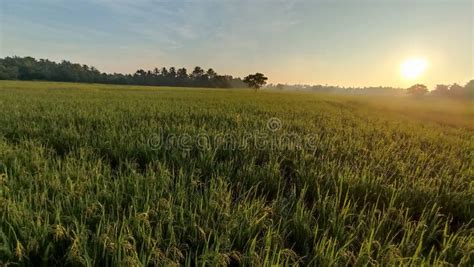 Paddy Field with Sunrise in the Morning Stock Photo - Image of sunlight ...