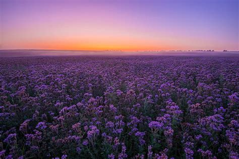 HD wallpaper: Flowers, Field, Landscape, Purple Flower, Sky, Summer ...