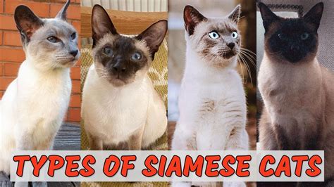 Types Of Siamese Cats? | Poultry Care Sunday