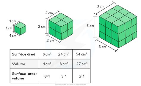 IB DP Biology: SL复习笔记1.1.3 Surface Area to Volume Ratio-翰林国际教育