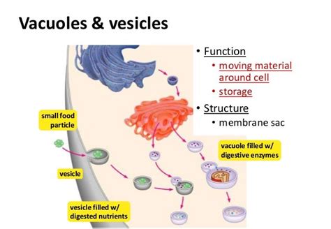 Vacuoles and Lysosomes