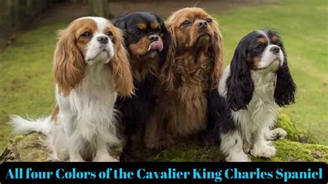 Cavalier King Charles Spaniel Colors