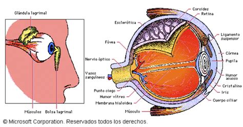 tribu Descripción Libro cuantas dimensiones ve el ojo humano logo juego ...