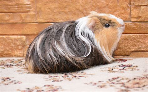 Guinea Pig Cage Size Guide - The Best Homes For Guinea Pigs