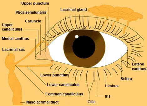 Eye From Front : Anatomy : The Eyes Have It