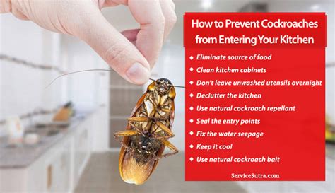 How To Remove Cockroaches In Kitchen | Roach | cockroach | Insect