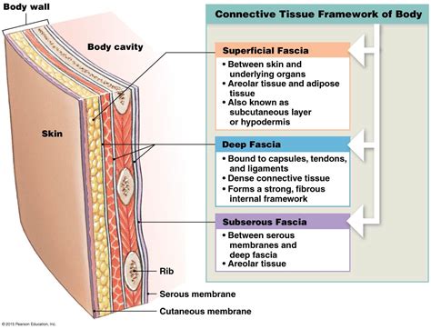 The Fasciae | Medical knowledge, Human body lesson, Human anatomy and ...