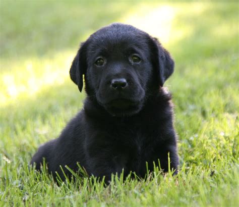 Pictures Of Black Lab Puppies