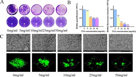 (A) The crystal violet staining results of biofilms after culturing ...