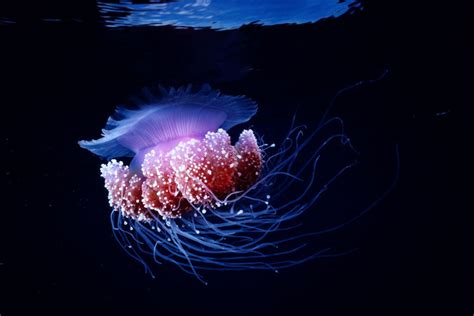 Ten Amazing Bioluminescent Organisms | Deep sea creatures, Patterns in ...