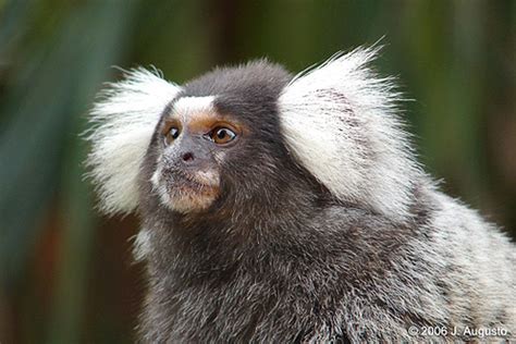 Common Marmoset (Callithrix jacchus)