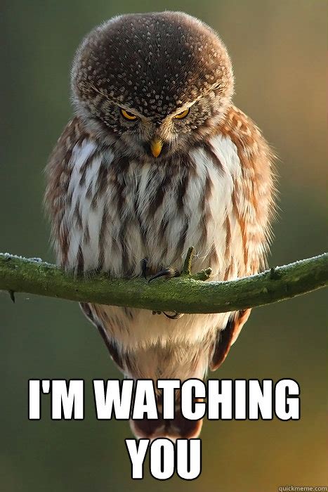 I'm Watching You - Stalker Owl - quickmeme