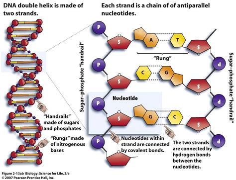 Structure Of A Dna Molecule Diagram Labeled