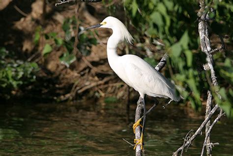 Egret Symbolism & Meaning - Everything You Need To Know